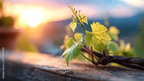 Young grapevine branch with fresh leaves growing on wooden surface at sunset, vibrant and natural vineyard scene