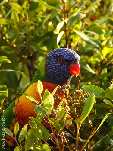 Obraz na płótnie rainbow lorikeet in the tree