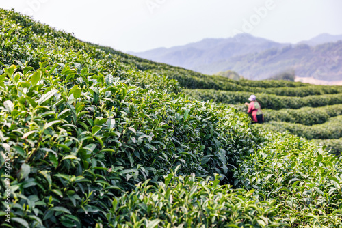 Canvas Print A female worker harvests fresh tea leaves on a terraced hillside plantation under clear daylight