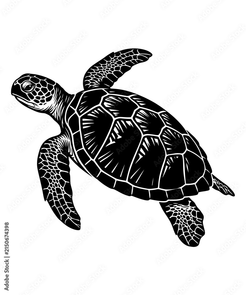 Fototapeta premium Detailed black and white illustration of a swimming sea turtle isolated on a white background