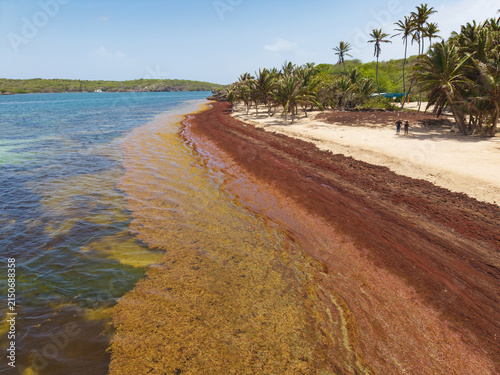 Quadro su tela Sargassum seaweed washing up on a Caribbean beach, spoiling its beauty and preventing people from swimming