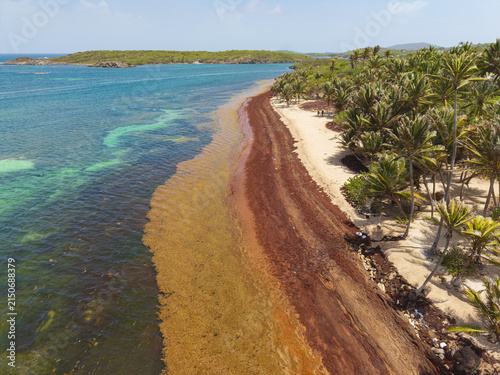 Foto Sargassum seaweed washing up on a Caribbean beach, spoiling its beauty and preventing people from swimming