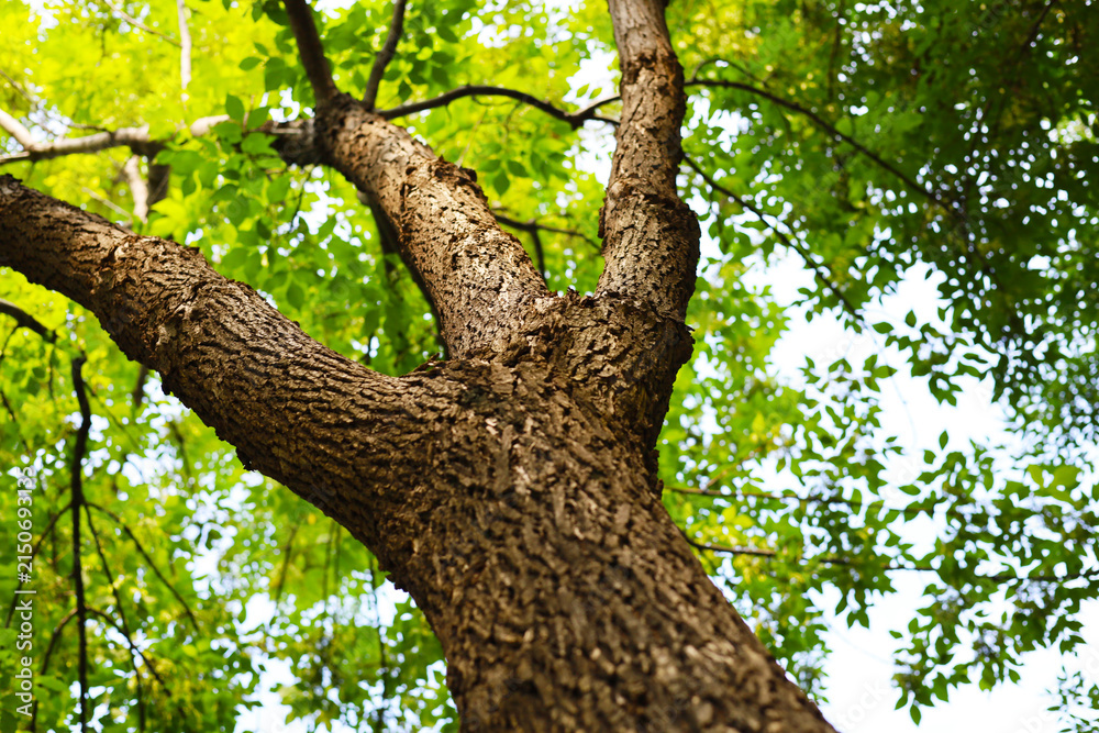 Fototapeta premium Looking up at branches of big tree.