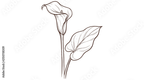 Calla lily flower and leaf drawn in elegant line art on plain background.