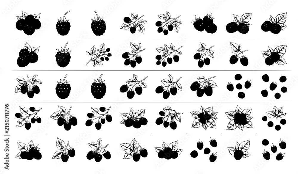 Obraz premium Wild Blackberry Fruit and Leaf Botanical Illustration Vector Collection