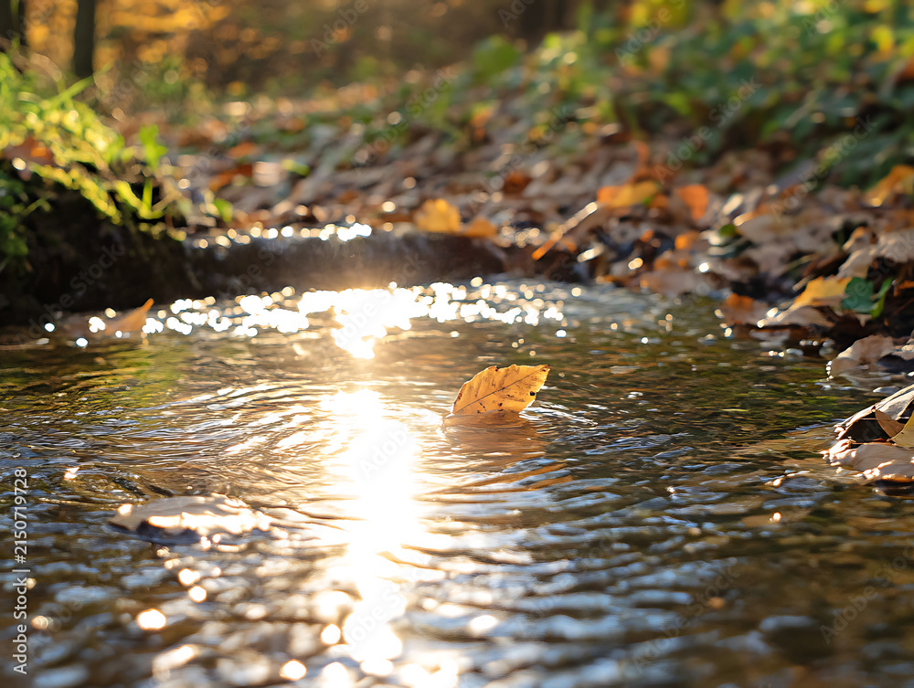 Fototapeta premium Sunlight reflecting on a small stream flowing through an autumn forest.