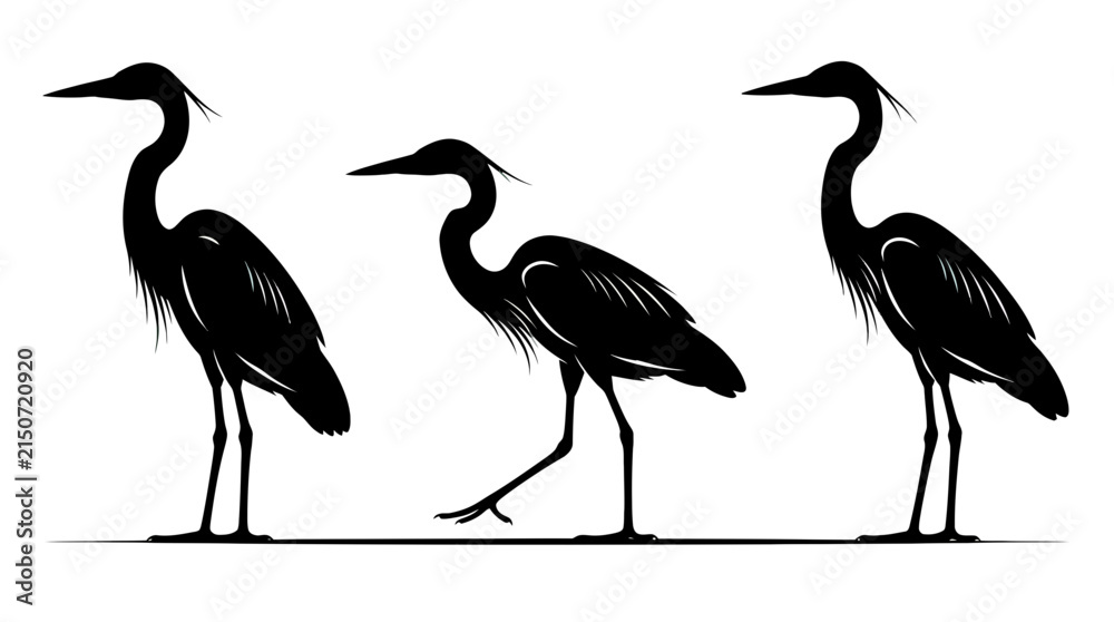 Obraz premium Set of three great blue heron bird silhouettes standing and walking isolated on white background