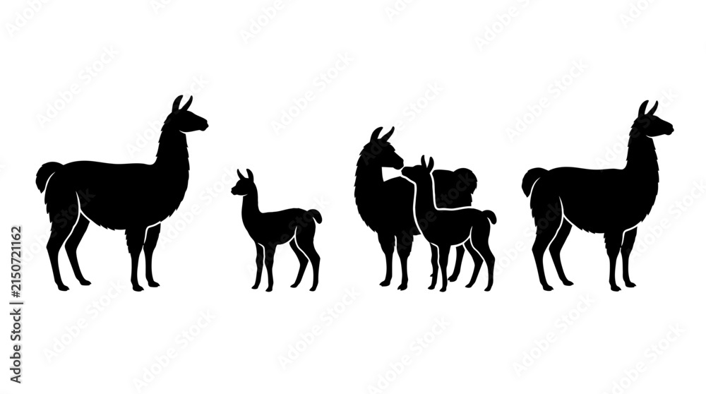 Obraz premium Set of Black Llama and Alpaca Silhouettes, South American Animal Family Isolated on White Background