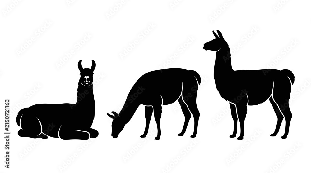 Naklejka premium Black Silhouette of Three Llamas or Alpacas in Different Poses Isolated on White Background Vector