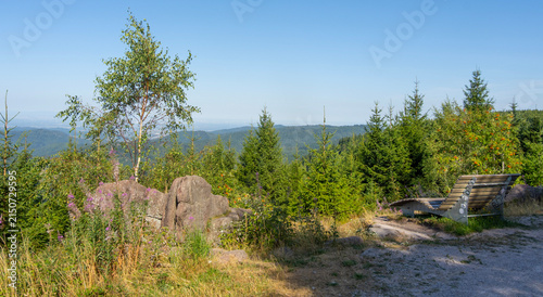 Heidelandschaft auf dem Schliffkopf im Schwarzwald