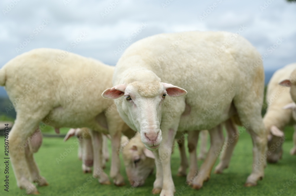 Obraz premium A close-up of a white sheep standing on green grass with other sheep grazing in the background under a cloudy sky.
