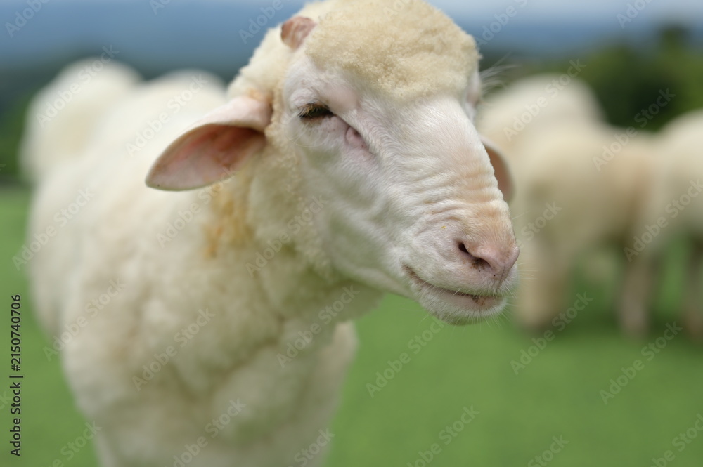 Fototapeta premium A close-up of a calm sheep with white wool in a green field, with other sheep blurred in the background.