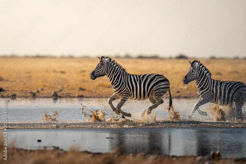 Naklejka premium Action Shot of Zebras Running in Waterhole