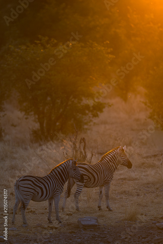 Canvas Print Two Zebras Standing in Grassland at Sunset