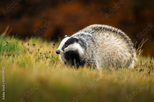 A badger ran out of the forest and looks around in the meadow