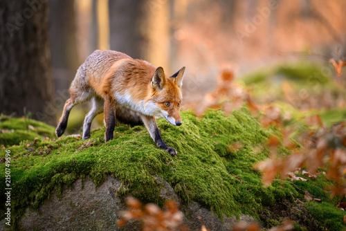 A fox stalks its prey on a forest path