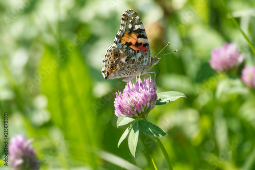 Painted Lady (Vanessa Cardui) Butterfly perched on pink flower in Zurich, Switzerland