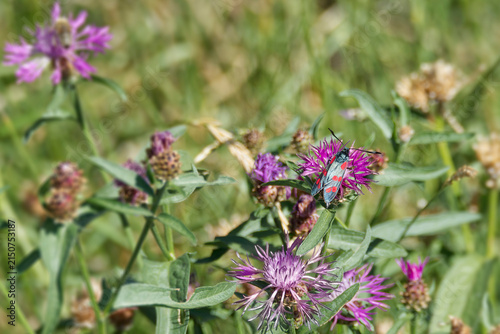 Six-spot Burnet (Zygaena filipendulae) perched on a pink scabiosa in Zurich, Switzerland