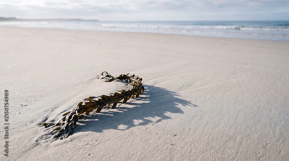 Obraz premium Brown seaweed lying on bright beach sand with ocean waves in the distance, capturing a natural coastal scene for marine, environmental, and travel concepts.