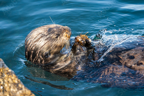 Sea Otter Eating Its Underwater Catch