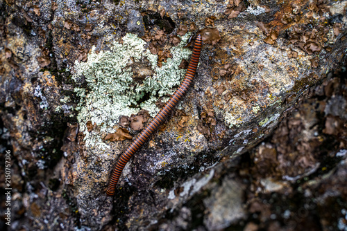 Close-Up of a Tylobolus Millipede in a California Forest