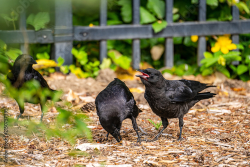 Juvenile Carrion Crow Begging for Food from an Adult