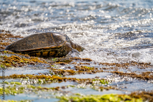 Hawaiian Green Sea Turtle Resting at Laniakea Beach