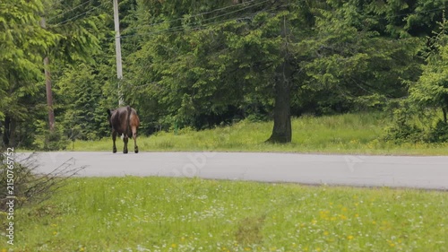 Cows Walking Along a Mountain Road in the Carpathians