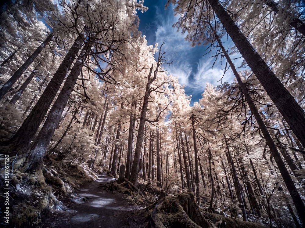 Obraz premium Surreal infrared landscape photography of a winding path through a forest with bright white foliage and a deep blue sky