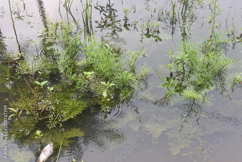 Bild auf Leinwand Green plants float gently in murky water