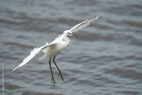 Bild auf Leinwand A white egret is foraging for food after the tide receded, revealing the mud