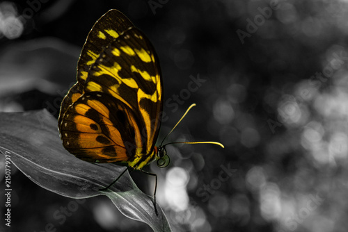 Bild auf Leinwand butterfly on yellow flower