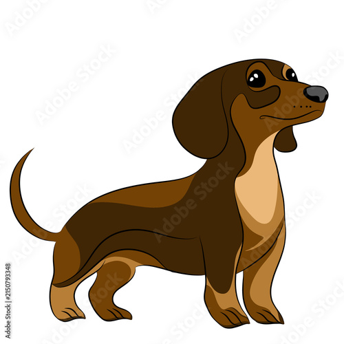 Cute Dachshund Puppy Vector Illustration, Adorable Brown and White Cartoon Dog Isolated on White Background, Happy Pet Canine Drawing for Animal and Breed Design