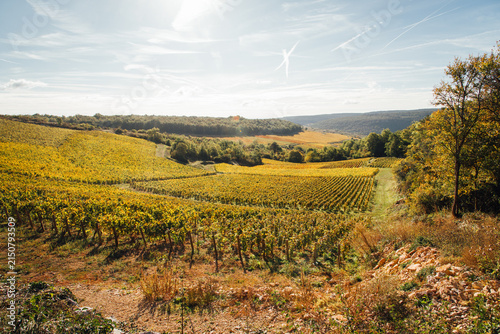Paysages de vignes en automne. Production de vin en Bourgogne. Viticulture en Côte-d'Or. Val viticole automnal. Vignes jaunes. Meursault, Beaune, Nuits-Saint-Georges. Vignoble