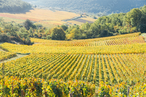 Paysages de vignes en automne. Production de vin en Bourgogne. Viticulture en Côte-d'Or. Val viticole automnal. Vignes jaunes. Meursault, Beaune, Nuits-Saint-Georges. Vignoble
