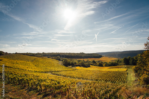 Paysages de vignes en automne. Production de vin en Bourgogne. Viticulture en Côte-d'Or. Val viticole automnal. Vignes jaunes. Meursault, Beaune, Nuits-Saint-Georges. Vignoble