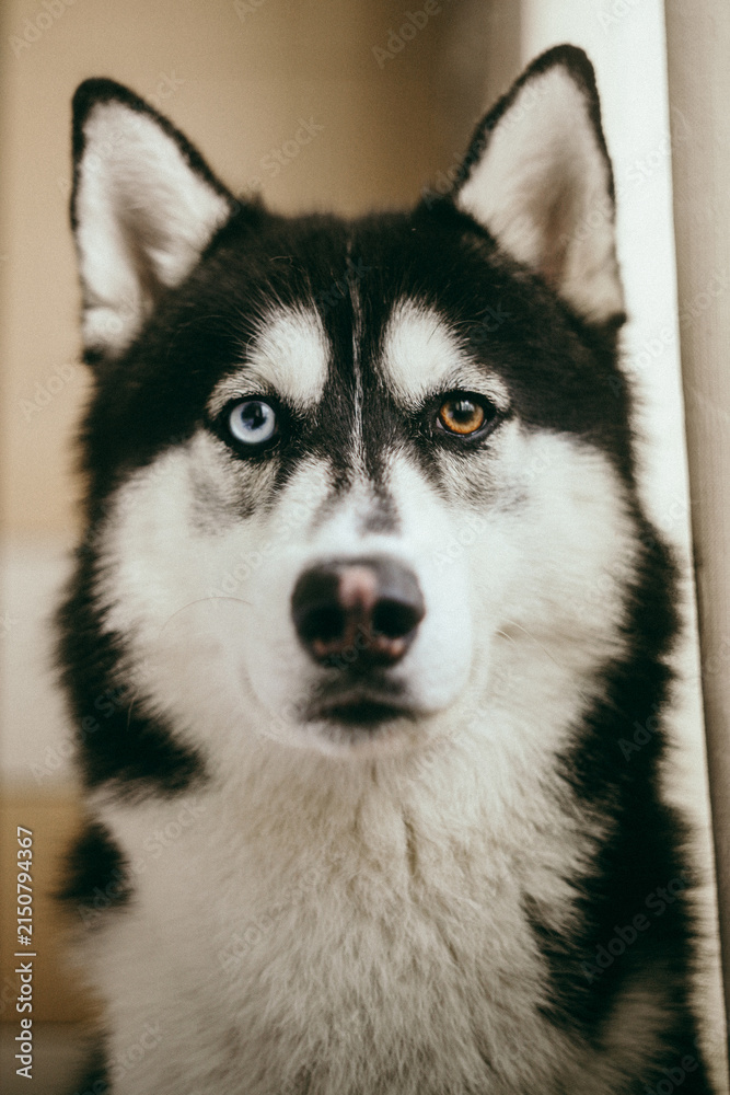 Fototapeta premium Siberian Husky dog with odd eyes and heterochromia looking directly at camera