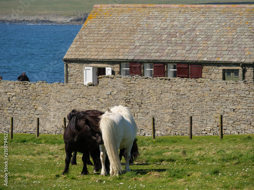 Bild auf Leinwand Die Shetland Inseln