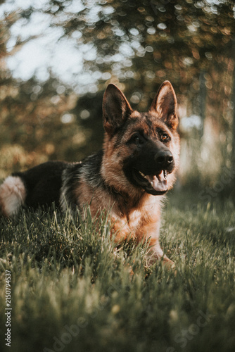 Close up portrait of German Shepherd dog with open mouth and soft bokeh outdoors