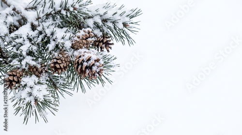 Snowy green pine branches with brown cones covered in fresh white snow against a clean minimalist background capturing the peaceful winter atmosphere