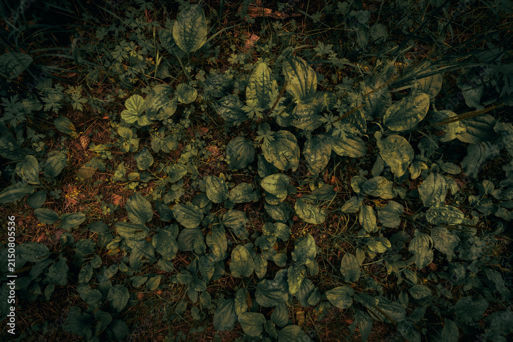 Obraz premium Dark grass texture