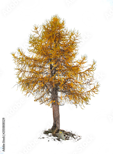 larch and its beautiful golden needles in autumn isolated on white background