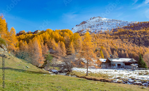 landscape of alpine forest with larches in beautiful golden colors under blue sky and snowy mountain background