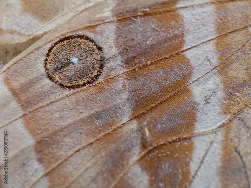 a brown butterfly wing with a detailed eyespot pattern