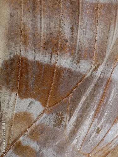 A butterfly wing revealing intricate vein patterns, fine scales, and organic brown and white textures 