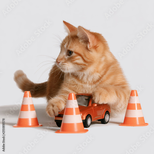 Cute orange cat playing with a toy car and traffic cones isolated on white background