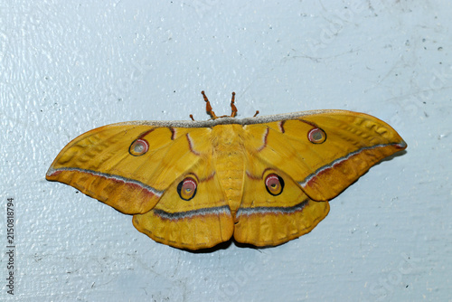 Bild auf Leinwand コンクリートの壁に羽化したての若くてきれいな黄土色系のヤママユ蛾成虫（日本昆虫ストロボマクロ撮影）