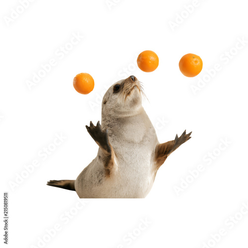 Playful otter juggling three oranges isolated on white background