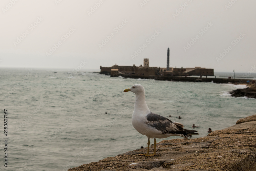 Fototapeta premium Seagull overlooking the sea with Castillo de San Sebastián in the background, Cádiz, Spain