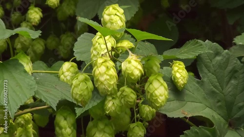 Green hop cones grow on vines in farm garden, organic agriculture, sustainable farming, craft brewing.